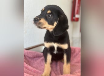 Luise, geb. ca. 05/2026, lebt in GRIECHENLAND, im städt. Tierheim Serres