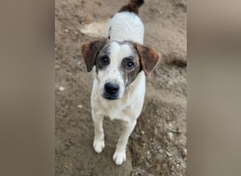 Blesso, geb. ca. 01/2025, lebt auf einer Pflegestelle in 48565 Steinfurt