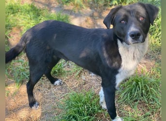 Sora, geb. ca 03/2025, lebt in GRIECHENLAND, auf einer privaten Pflegestelle