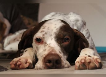 Acira, geb. ca. 04/2023, lebt auf einer Pflegestelle in 67735 Mehlbach