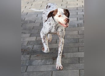 Acira, geb. ca. 04/2023, lebt auf einer Pflegestelle in 67735 Mehlbach