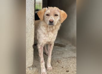 Lumina, geb. ca. 08/2025, lebt in GRIECHENLAND, im städt. Tierheim Serres