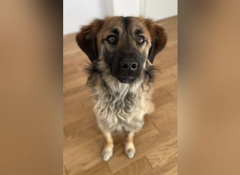 Strolch, geb. ca. 04/2024, lebt auf einer Pflegestelle in 71272 Renningen