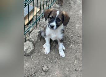 Bambi, geb. ca. 04/2026, lebt in GRIECHENLAND, auf einer privaten Pflegestelle