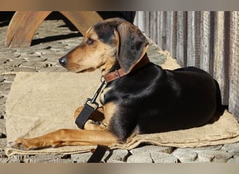 Solen, geb. ca. 04/2025, lebt bei einem Ehepaar in 79733 Görwihl