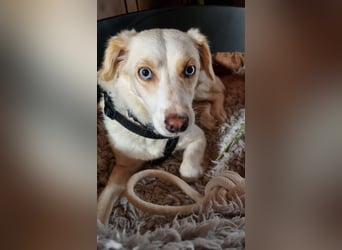 Shani, geb. ca. 01/2024, lebt auf einer Pflegestelle in 53947 Nettersheim