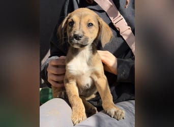 Lurelia, geb. 12/2025, lebt in GRIECHENLAND, auf einer privaten Pflegestelle