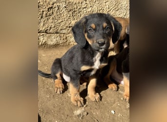 Loxie, geb. 12/2025, lebt in GRIECHENLAND, auf einer privaten Pflegestelle