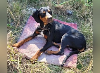 Sigma, geb. ca. 04/2024, lebt auf einer Pflegestelle in 50997 Köln