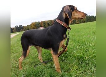 Solen, geb. ca. 04/2025, lebt bei einem Ehepaar in 79733 Görwihl