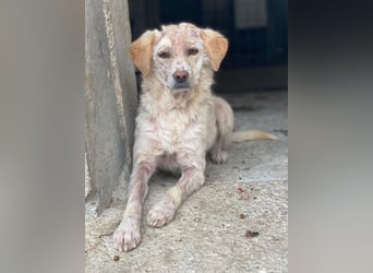 Lumina, geb. ca. 08/2025, lebt in GRIECHENLAND, im städt. Tierheim Serres