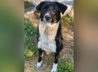 Sora, geb. ca 03/2025, lebt in GRIECHENLAND, auf einer privaten Pflegestelle