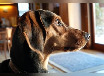 Solen, geb. ca. 04/2025, lebt bei einem Ehepaar in 79733 Görwihl