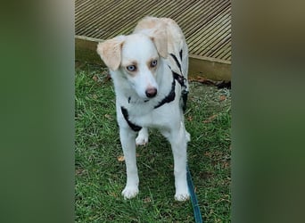 Shani, geb. ca. 01/2024, lebt auf einer Pflegestelle in 53947 Nettersheim