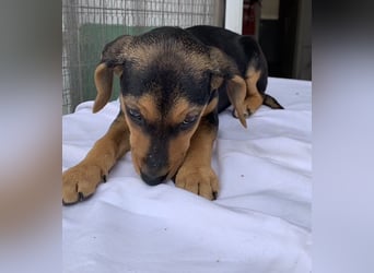 Linaria, geb. ca. 12/2025, lebt in GRIECHENLAND, im städt. Tierheim Serres