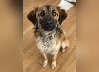 Strolch, geb. ca. 04/2024, lebt auf einer Pflegestelle in 71272 Renningen