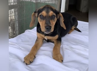 Linaria, geb. ca. 12/2025, lebt in GRIECHENLAND, im städt. Tierheim Serres