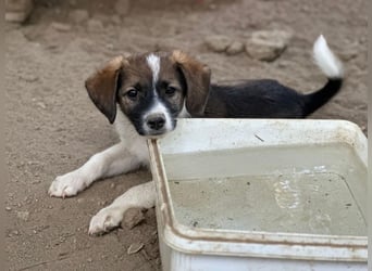 Bambi, geb. ca. 04/2026, lebt in GRIECHENLAND, auf einer privaten Pflegestelle