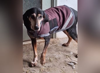 Magura, geb. ca. 01/2018, lebt in GRIECHENLAND, auf einer privaten Pflegestelle