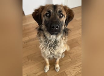 Strolch, geb. ca. 04/2024, lebt auf einer Pflegestelle in 71272 Renningen