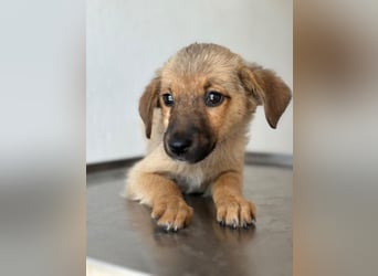 Ronja, geb. ca. 04/2026, lebt in GRIECHENLAND, auf einer privaten Pflegestelle