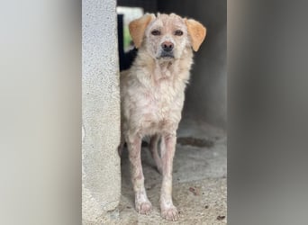 Lumina, geb. ca. 08/2025, lebt in GRIECHENLAND, im städt. Tierheim Serres