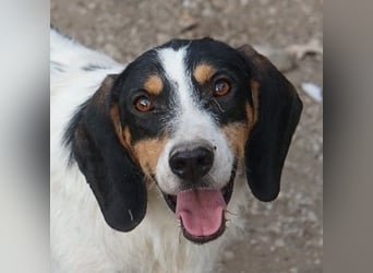 Urmel, geb. ca. 08/2024, lebt auf einer Pflegestelle in 37075 Göttingen