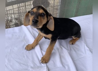 Linaria, geb. ca. 12/2025, lebt in GRIECHENLAND, im städt. Tierheim Serres