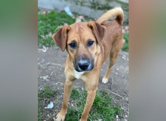 Hunter, geb. ca. 02/2025, lebt in GRIECHENLAND, auf einer privaten Pflegestelle, 60528 Frankfurt