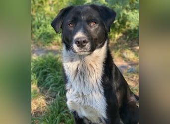 Sora, geb. ca 03/2025, lebt in GRIECHENLAND, auf einer privaten Pflegestelle