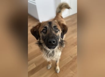 Strolch, geb. ca. 04/2024, lebt auf einer Pflegestelle in 71272 Renningen