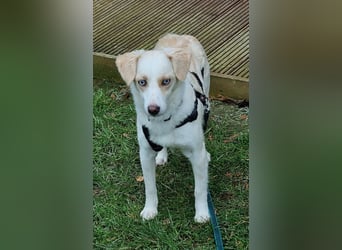 Shani, geb. ca. 01/2024, lebt auf einer Pflegestelle in 53947 Nettersheim