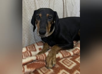 Neria, geb. ca. 11/2020, lebt auf einer Pflegestelle in 95168 Marktleuthen