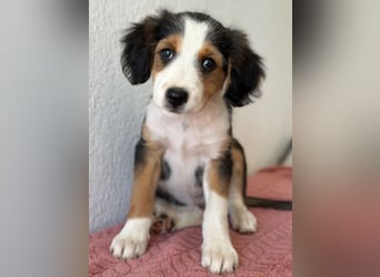 Clea, geb. ca. 06/2026, lebt in GRIECHENLAND, im städt. Tierheim Serres