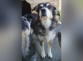 Toula, geb. ca. 04/2015, lebt in GRIECHENLAND, auf einer privaten Pflegestelle