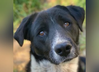 Sora, geb. ca 03/2025, lebt in GRIECHENLAND, auf einer privaten Pflegestelle