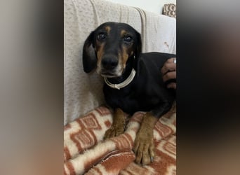 Neria, geb. ca. 11/2020, lebt auf einer Pflegestelle in 95168 Marktleuthen