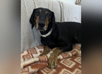 Neria, geb. ca. 11/2020, lebt auf einer Pflegestelle in 95168 Marktleuthen