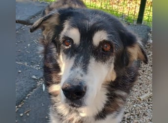 Toula, geb. ca. 04/2015, lebt in GRIECHENLAND, auf einer privaten Pflegestelle