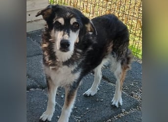 Toula, geb. ca. 04/2015, lebt in GRIECHENLAND, auf einer privaten Pflegestelle