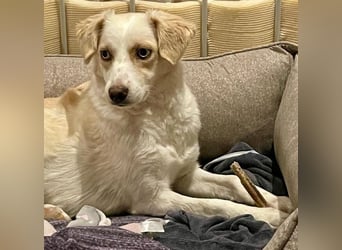 Shani, geb. ca. 01/2024, lebt auf einer Pflegestelle in 53947 Nettersheim