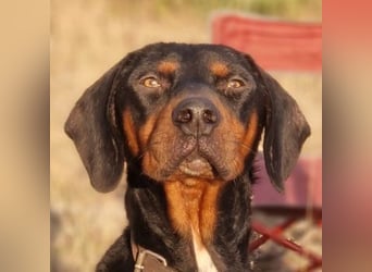 Sigma, geb. ca. 04/2024, lebt auf einer Pflegestelle in 50997 Köln