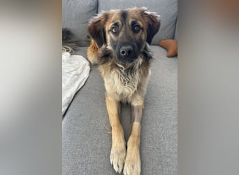 Strolch, geb. ca. 04/2024, lebt auf einer Pflegestelle in 71272 Renningen