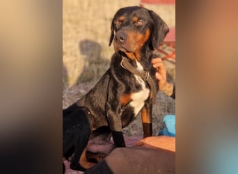 Sigma, geb. ca. 04/2024, lebt auf einer Pflegestelle in 50997 Köln