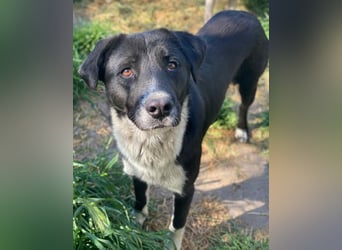 Sora, geb. ca 03/2025, lebt in GRIECHENLAND, auf einer privaten Pflegestelle