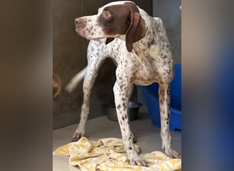 Acira, geb. ca. 04/2023, lebt auf einer Pflegestelle in 67735 Mehlbach