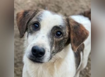 Blesso, geb. ca. 01/2025, lebt auf einer Pflegestelle in 48565 Steinfurt