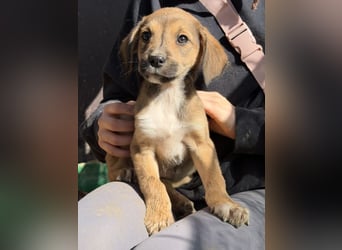 Lurelia, geb. 12/2025, lebt in GRIECHENLAND, auf einer privaten Pflegestelle