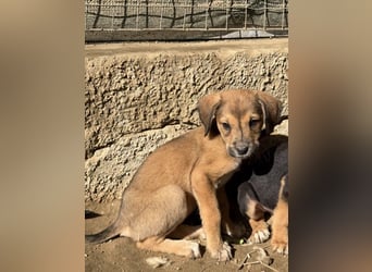 Lurelia, geb. 12/2025, lebt in GRIECHENLAND, auf einer privaten Pflegestelle