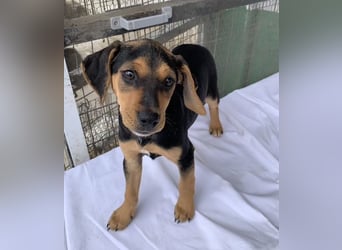 Linaria, geb. ca. 12/2025, lebt in GRIECHENLAND, im städt. Tierheim Serres